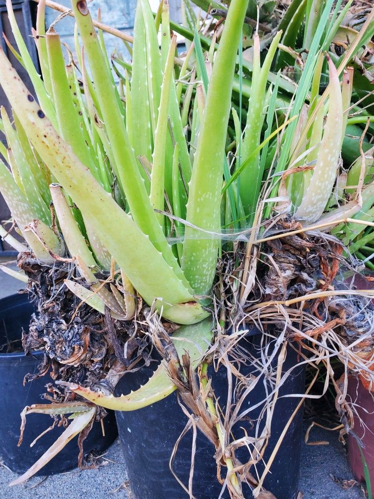 Aloe Vera