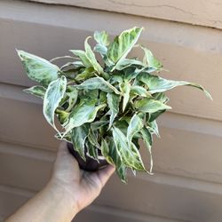4” syngonium starlite