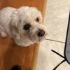 Vivi