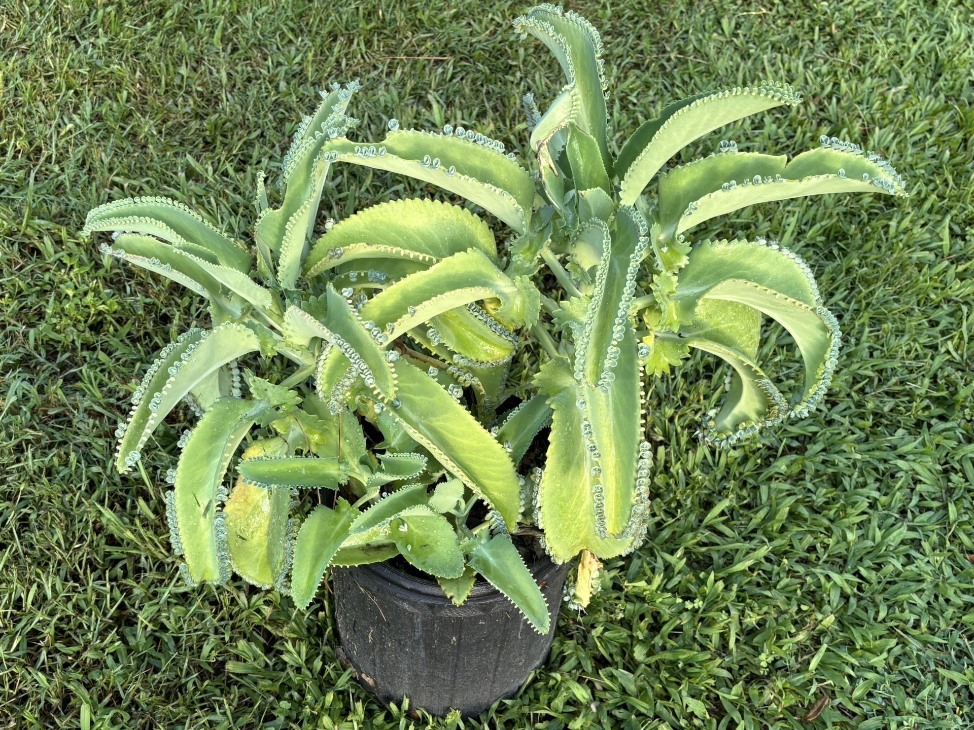 Mother Of Thousands, Mexican Hat Variety Plants