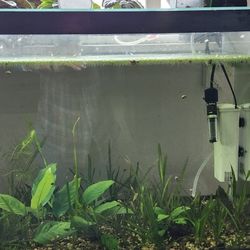 Aquarium 10gallon