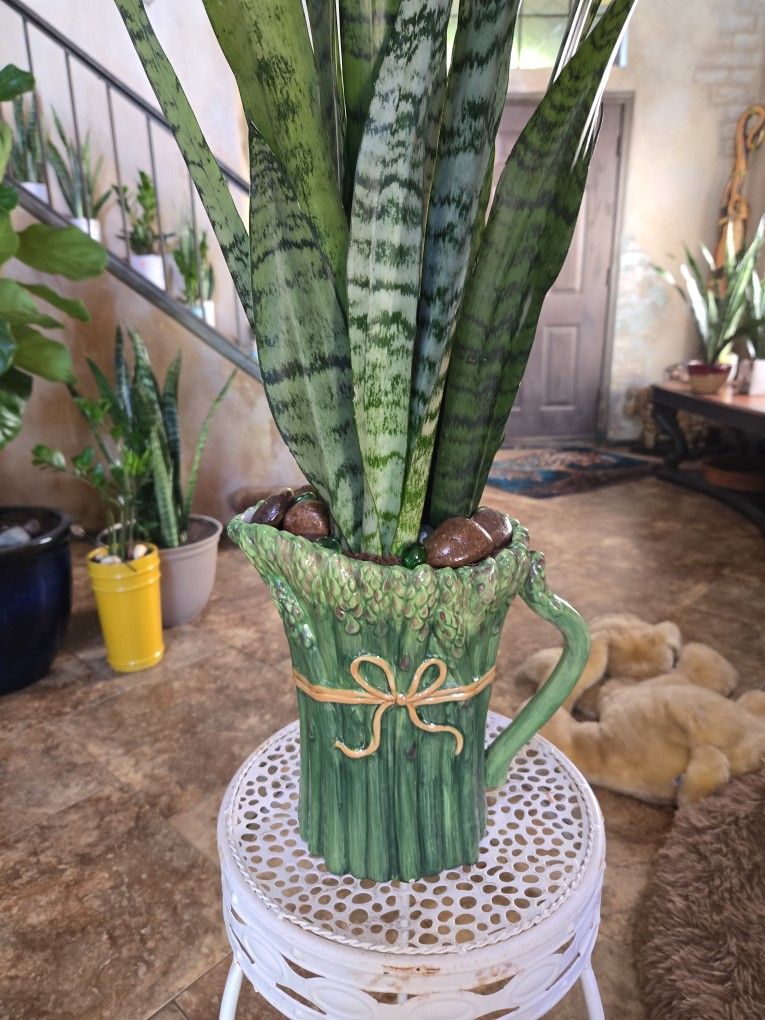 2ft 10in Tall Sansevieria Snake Plant In Ceramic Pot With Stones