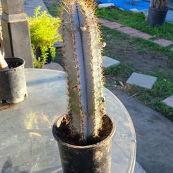 Blue Cactus 🌵