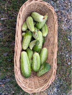 Pickling cucumbers . Cucumber for pickles
