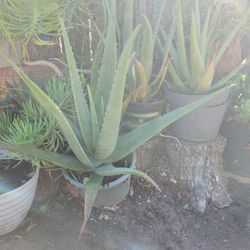 Aloe Vera - Savila