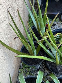Suculentas A La Venta
