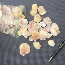 Bag Of Small Scallop Shells  .91 Lbs