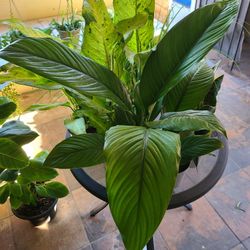 Spathiphyllum sensation Peace Lilly Plant