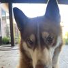 cesar