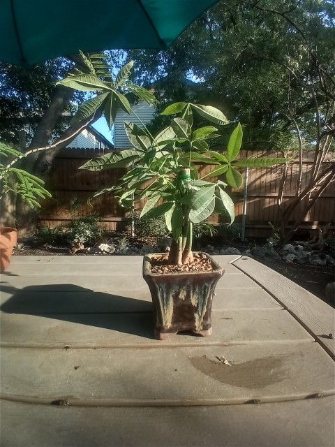 Small Money Tree Bonsai