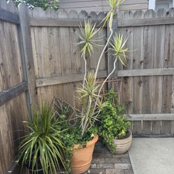 Assortment of plants!