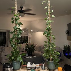 Trailing Pothos