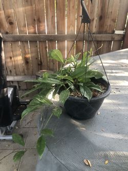 Hoya Plant 