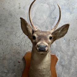Deer Head 5 Point Buck Mount Taxidermy 