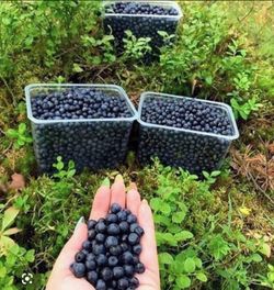 Wild Mountain Huckleberries