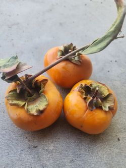 Fresh Ripe Organic Persimmons – 3 Count
