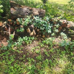 Firewood