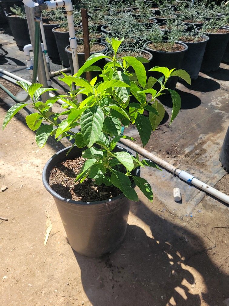 Muicle Plantas Medicinal 5gl