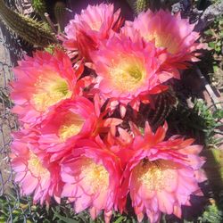 Solamente vendo bebes de cactus