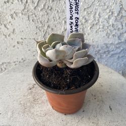 3 Inch Pot Succulent Plant - Ghost Echeveria -  Echeveria Lilacina Kimnach & Moran - Established Plant- Drought resistant - 🪴 