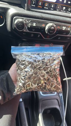 Moringa
