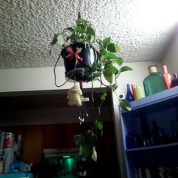 Healthy House Plant