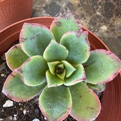 Succulents plant AENIUM beautiful 