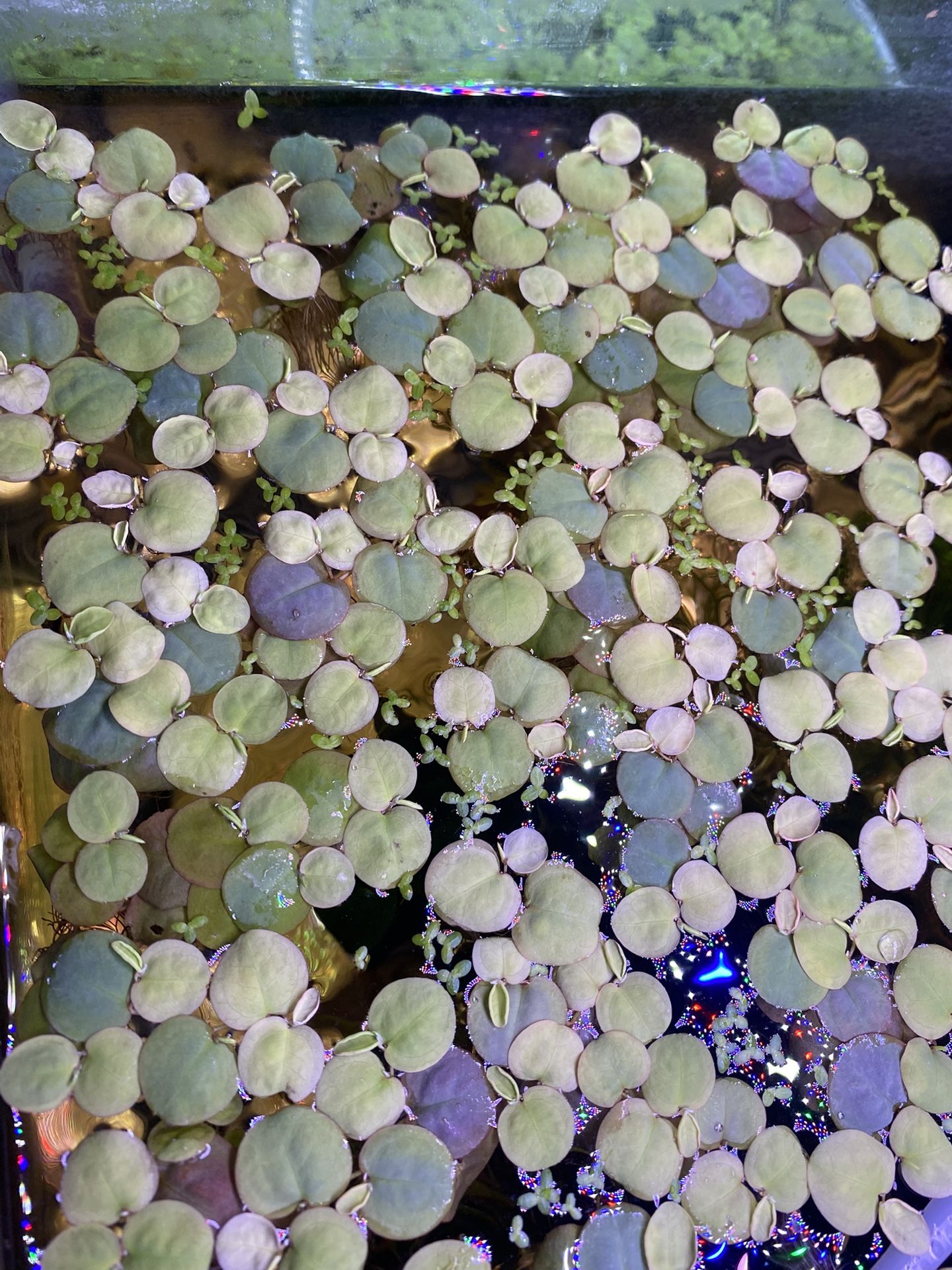 Aquarium Redroot Floater