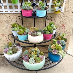 Succulent Plants, Arrangements, Centerpieces, Hanging Baskets in COVINA