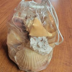 Home Decoration/ Art Decoration: 2 Bags Of Sea Shells In Tempe, AZ