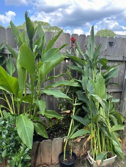 Canna Lilies Red