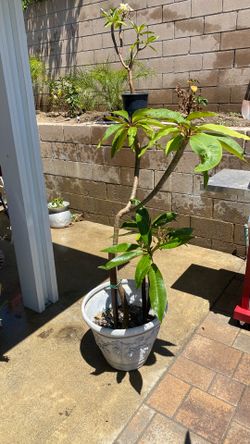 Blooming white plumeria plants
