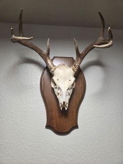 Deer Skull European Mount with Antlers