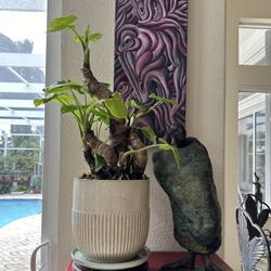 Tropical Plant Bonsai