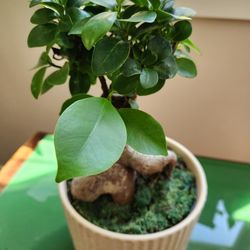 Bonsai tree ( Chinese banyan), healthy plant in ceramic pot