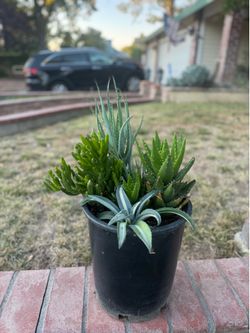Succulents plant