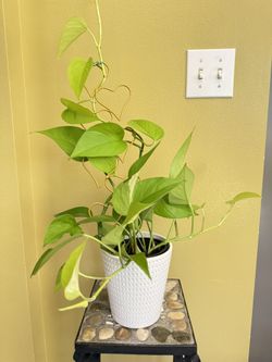 Live Indoor Lemon Lime Philodendron Photos House Plant