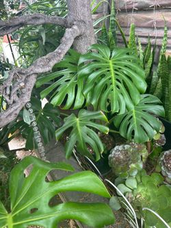 🌿🪴 Decorative Potted Plant for Sale 🪴🌿
