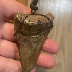 Megalodon Tooth