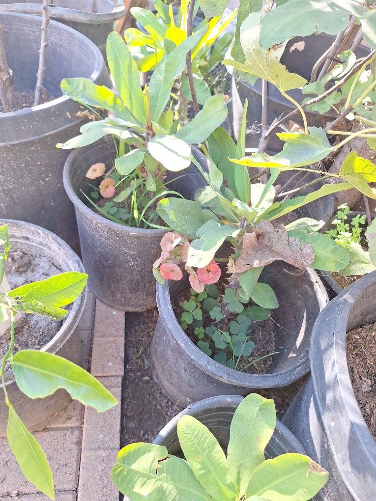 Corona De Cristo  A 10 Cada Una  