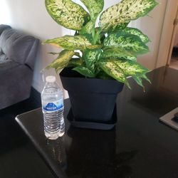 Indoor Plant