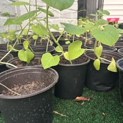 Cantaloupe And Home Melon Plants 