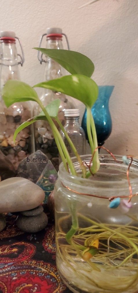 Very Well Rooted Pothos Plants In Water