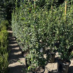 Star Jasmine