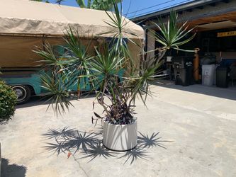 Garden plant