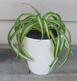 Curly Bonnie Spider Plant 🪴