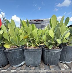 3 gallon Clusia *hot deal*