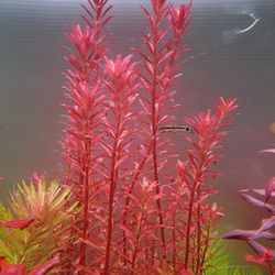 Rotala blood red