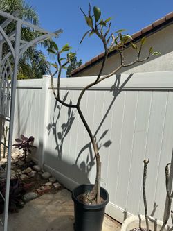 Plumeria tree 15 Gln 8 ft