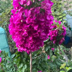 6ft Tall  Buganbilia Plant 